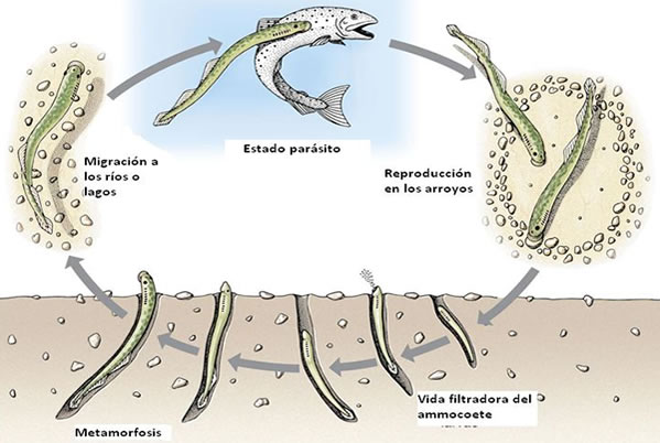 Ciclo de vida de la lamprea